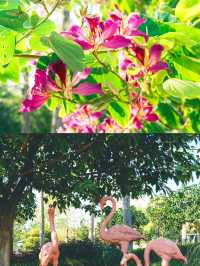 探秘廣西梧州玫瑰湖，湖光山色美如畫