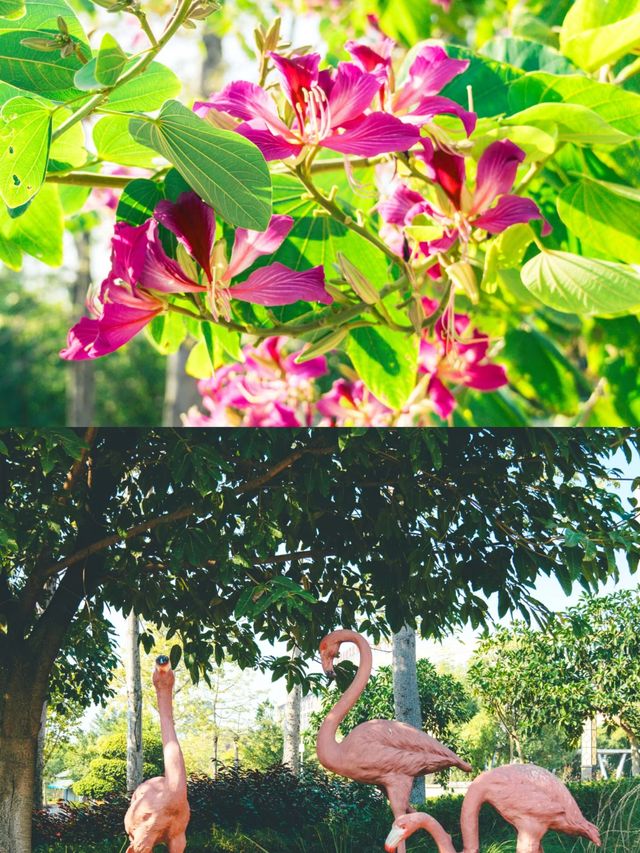 探秘廣西梧州玫瑰湖，湖光山色美如畫