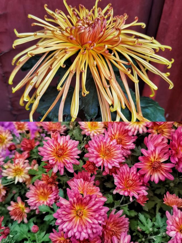 花園中的花海，誰拍誰好看