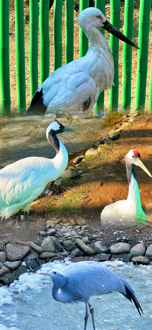 春節假期一定要來打卡的西霞口神雕山野生動物園