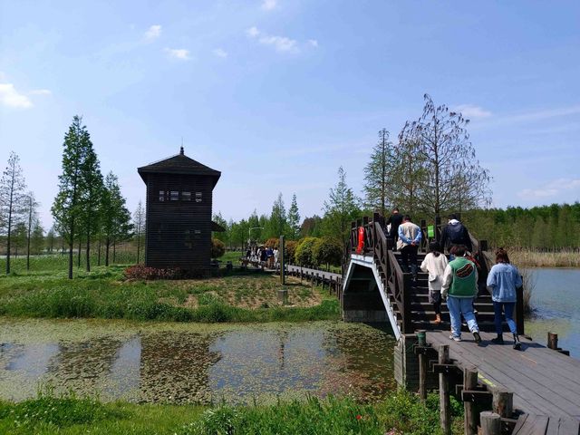 青西郊野公園遊記：探秘滬上濕地秘境