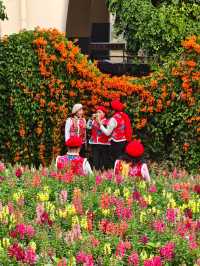 人民公園的金魚草開花啦!