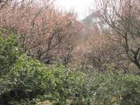 南京古林公園梅花已開，免費景點