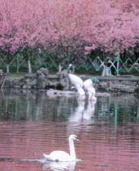 比起櫻花，南京這個免費公園才是春日天花板