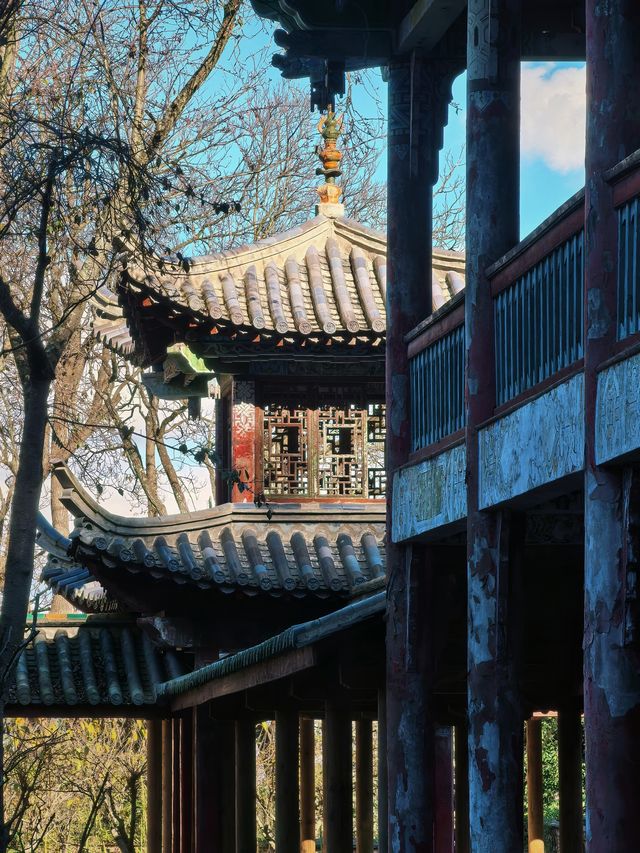 昆明不用花錢的暮光森林🟢一年可以來N次