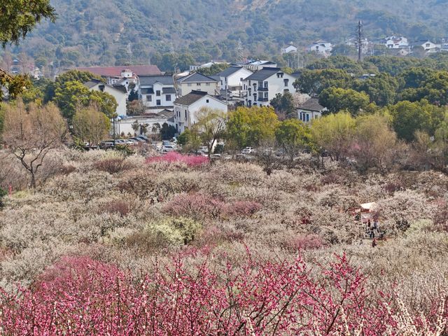 2025年香雪海的梅花開了～