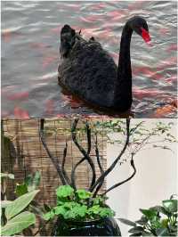 太原植物園 | 被一部星空電梯拯救了