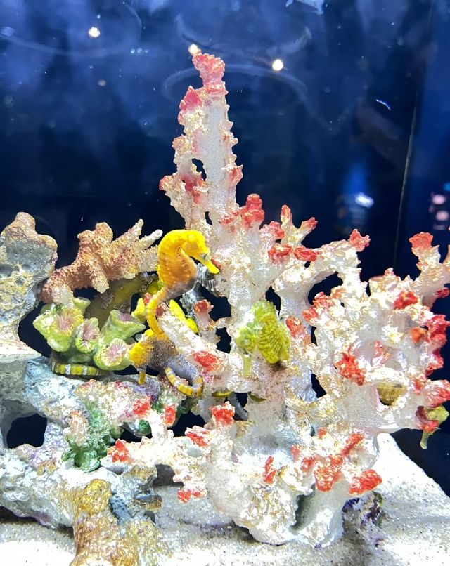 快來深圳海洋奇夢館吧