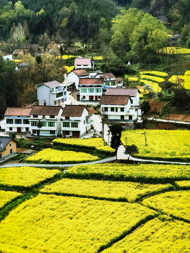 2025漢中油菜花最新最齊全賞花攻略～碼住