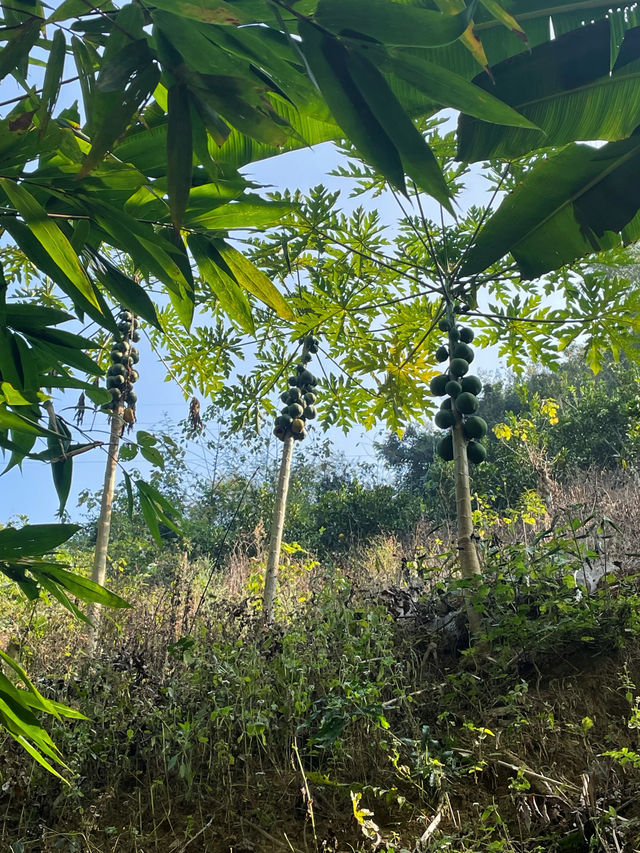 帶孩子基諾山徒步，很有挑戰性！