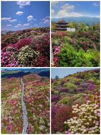 百里杜鵑百花齊放等你來觀賞拍照哦