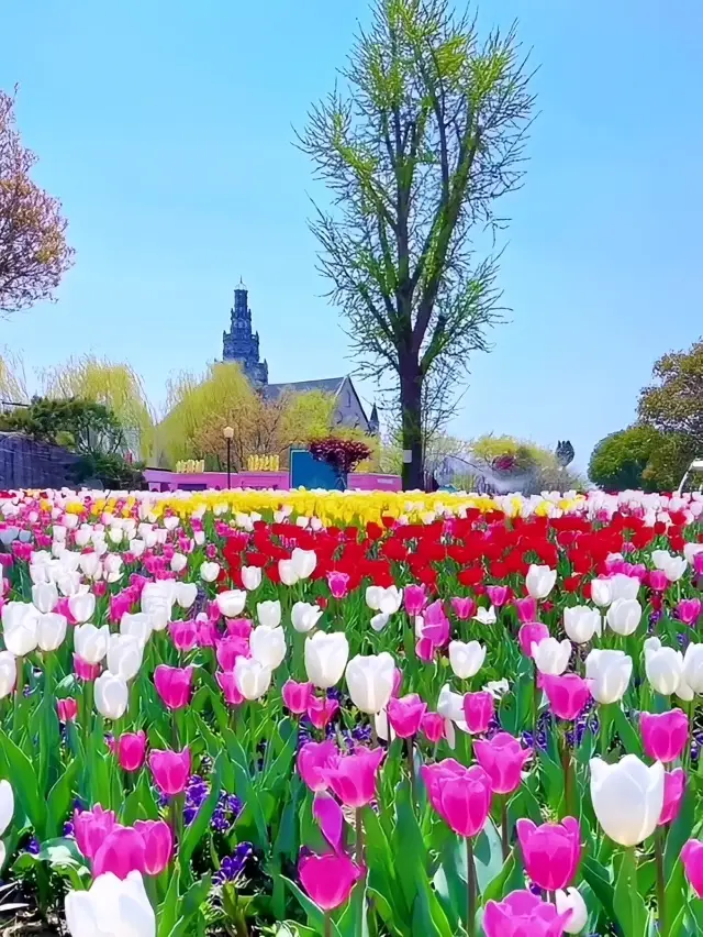 Spring in Yancheng! A Real-Life Monet's Garden Flower Viewing Guide