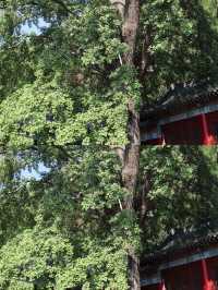 青島市區附近的小眾絕美遊山玩水推薦