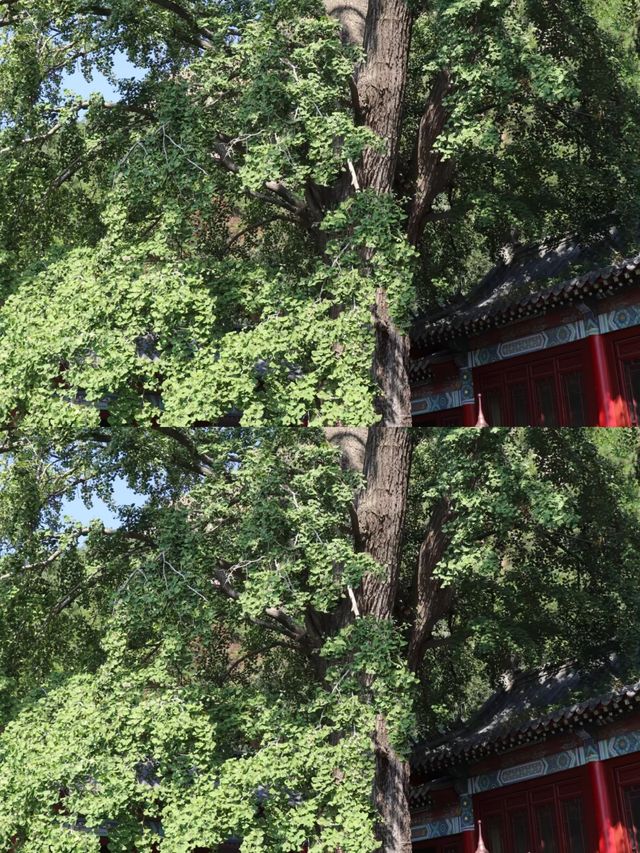 青島市區附近的小眾絕美遊山玩水推薦
