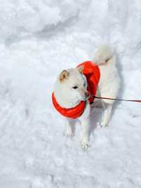 東京近郊｜雪國森林長野兩日遊攻略