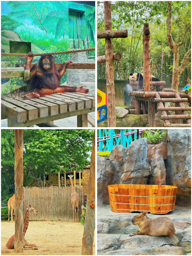 上海野生動物園的小動物們都太會整活啦