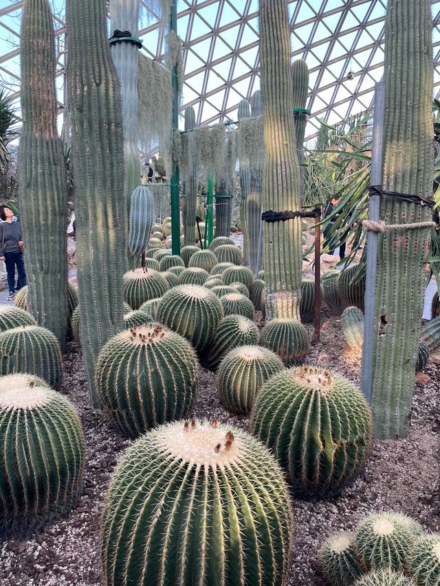 3月的上海辰山植物園，櫻花太美了！！！