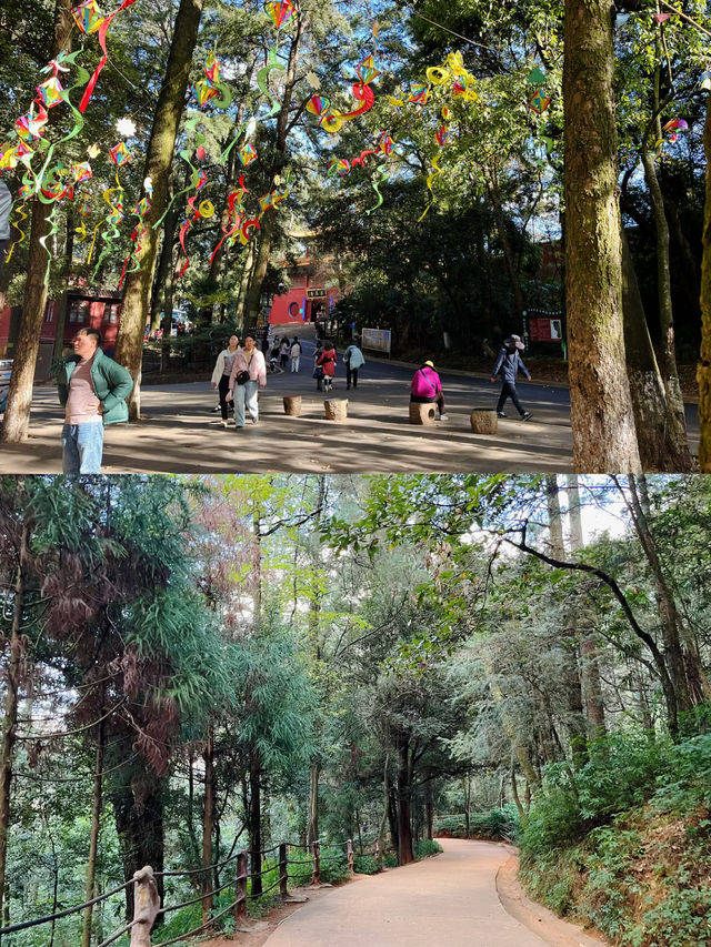 春日限定！西山公園櫻花盛宴來襲