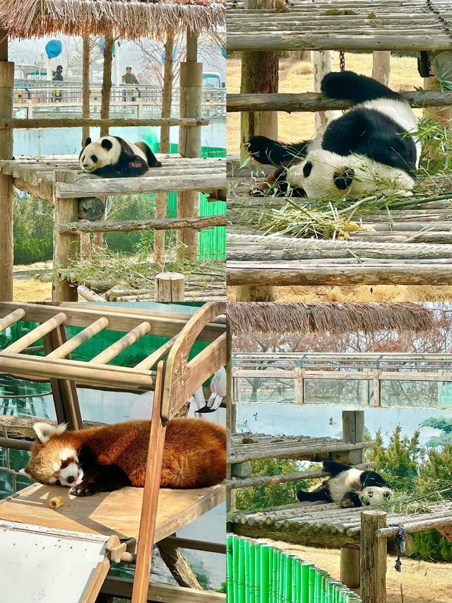 威海週末｜自由度滿分 投餵的快樂都在這裡