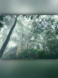 昌江小眾景點霸王嶺雨林秘境中的浪漫