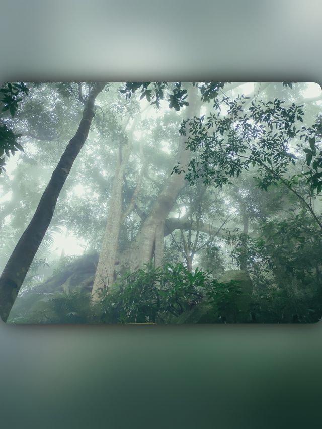 昌江小眾景點霸王嶺雨林秘境中的浪漫