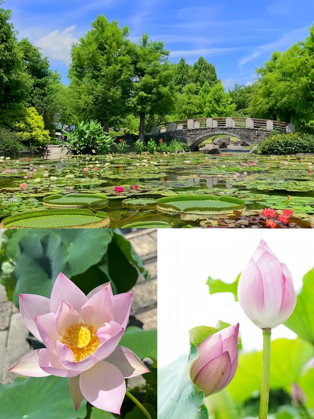 日本草津市立水生植物園 | 水之森的夢幻之旅
