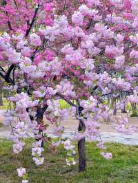 北京賞花了