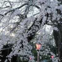 3.26🌸追櫻大成功！大阪城垂櫻已悄悄綻放