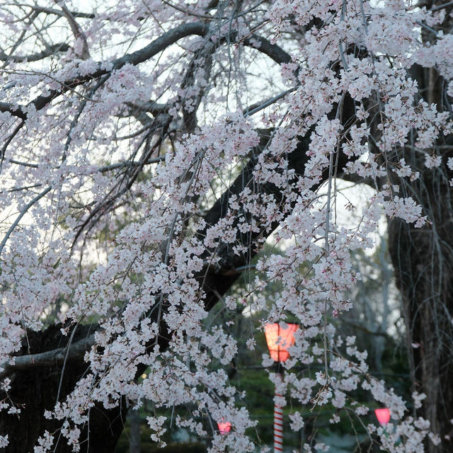 3.26🌸追櫻大成功！大阪城垂櫻已悄悄綻放