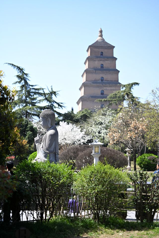 多角度賞花打卡攻略：與經典大雁塔同框