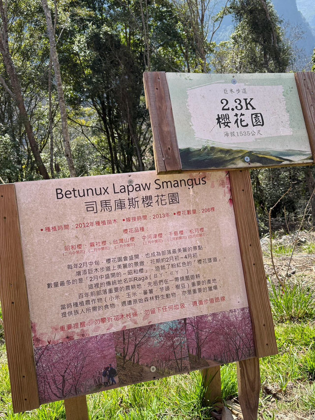 闖進粉色夢境！司馬庫斯的櫻花盛宴🌸