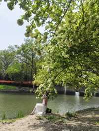 Explore the Stunning Hydrangea Waterfall at Xixi Wetland with Free Route Options