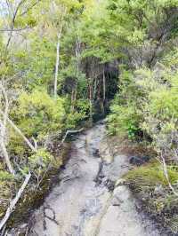 徒步考里角百年紀念公園 奧克蘭