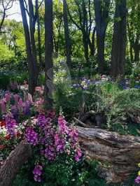 春日賞花｜上海共青森林公園遊覽攻略