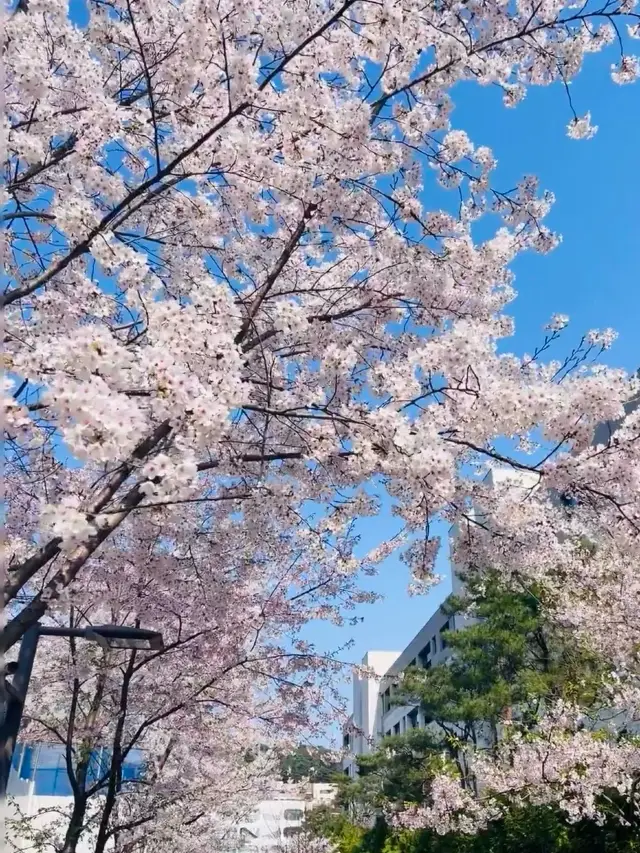 Seoul Namsan Park, a romantic cherry blossom viewing guide for the cherry blossom season