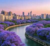 錯過等一年！昆明藍花楹的夢幻暴擊！