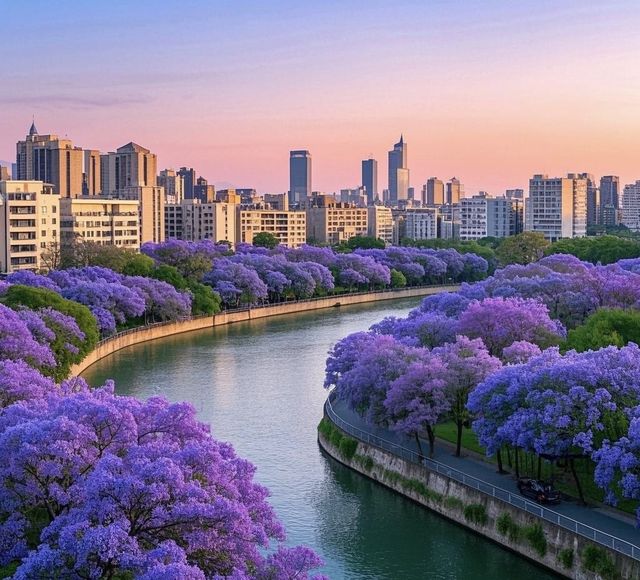 錯過等一年！昆明藍花楹的夢幻暴擊！