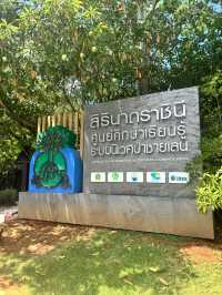 Free mangrove attraction in Roi Yot