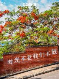 腦海之中鳳凰花開的路口，原來在這裡啊❗️