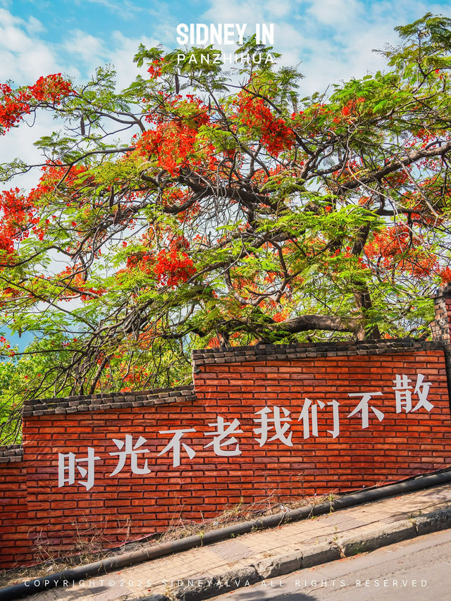 腦海之中鳳凰花開的路口，原來在這裡啊❗️