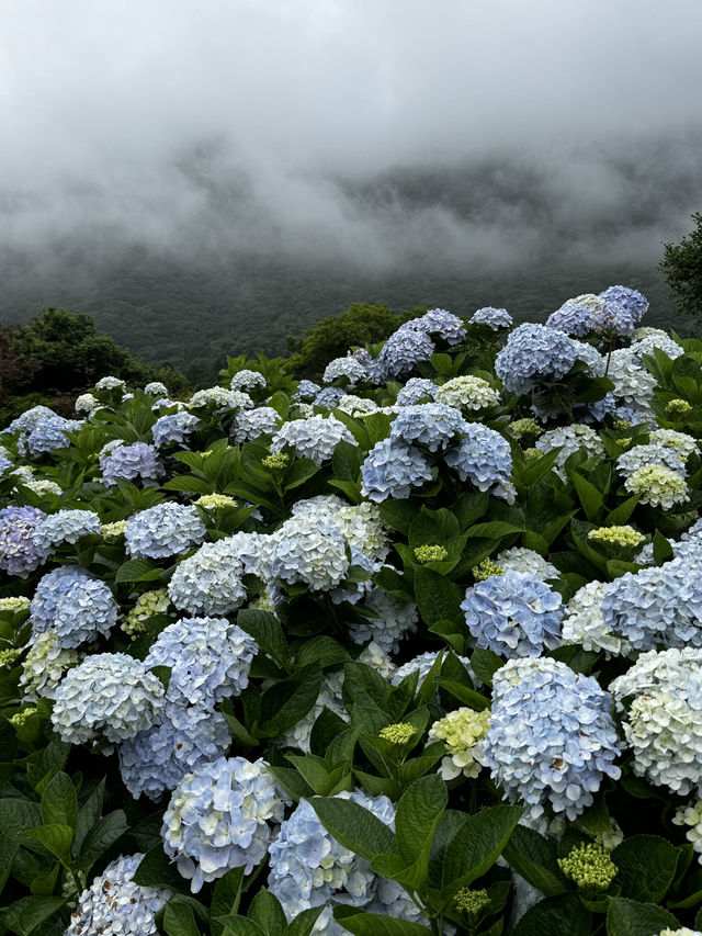 🌸 台灣散步｜陽明山·竹子湖｜山谷裡的繡球花