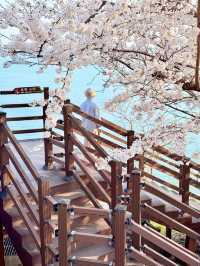釜山嘅櫻花季就係人間理想