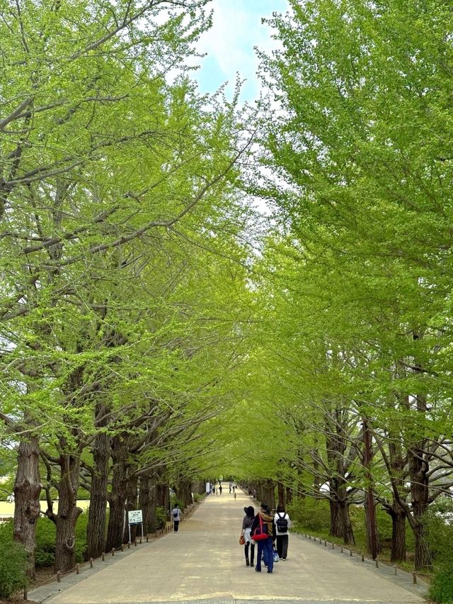 東京昭和紀念公園交通攻略：輕鬆抵達四季花海勝地
