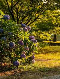 京都智積院 | 繡球花的禪意之美