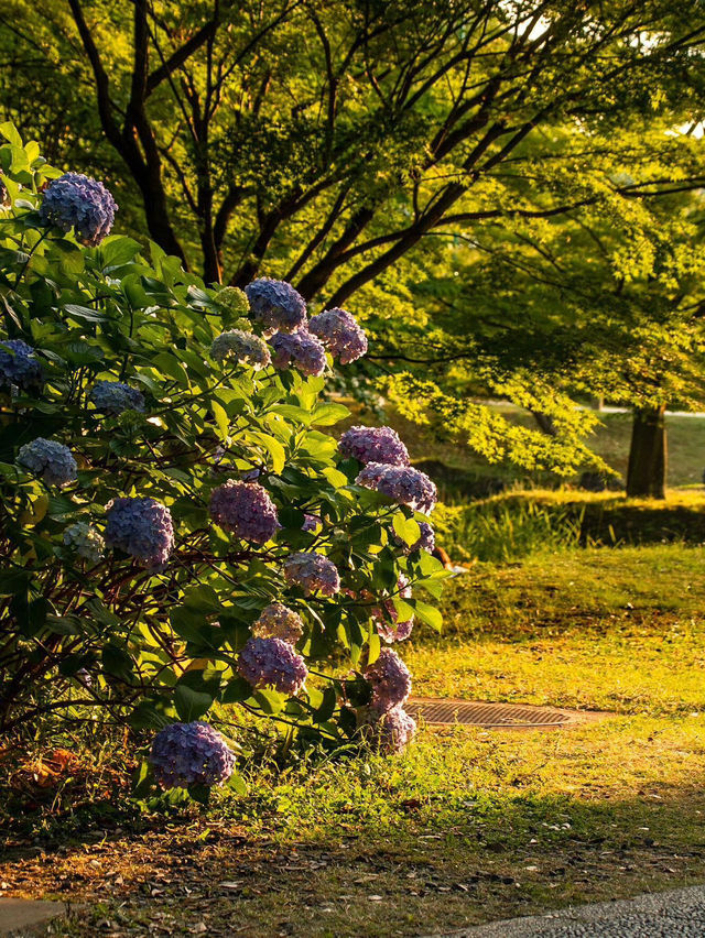 京都智積院 | 繡球花的禪意之美