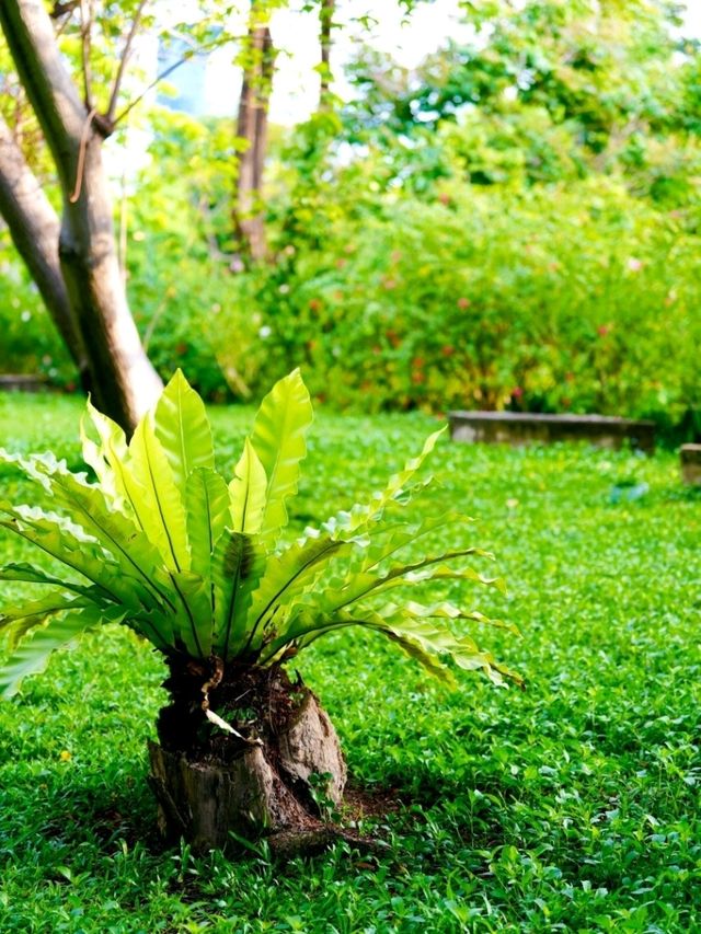 曼谷班嘉詩麗皇后公園交通攻略：輕鬆抵達都市綠洲  