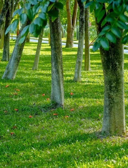 深圳大沙河公園漫遊指南｜都市綠肺裡的全齡段治癒之旅