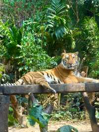 Guangzhou’s Wildlife Kingdom: Roam Free at Chimelong Safari Park