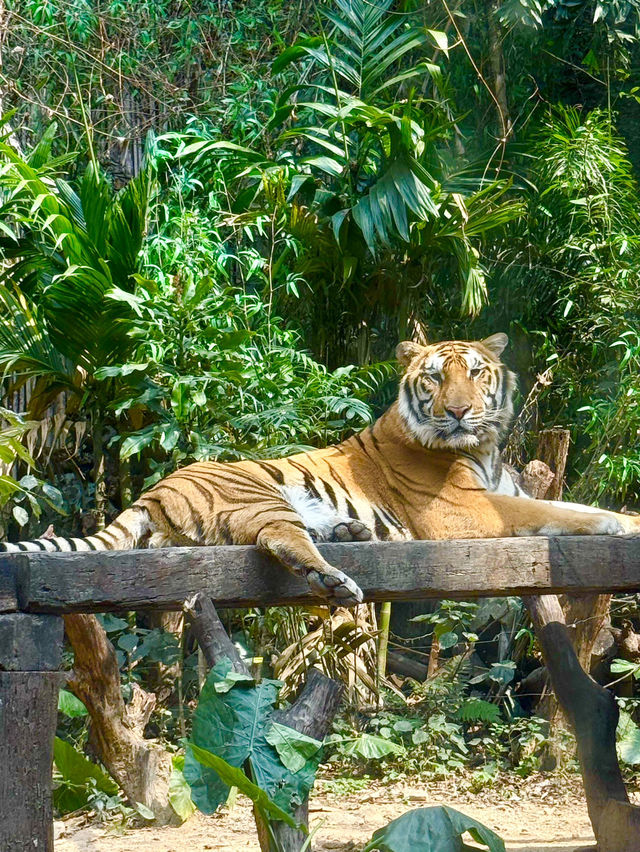 Guangzhou’s Wildlife Kingdom: Roam Free at Chimelong Safari Park