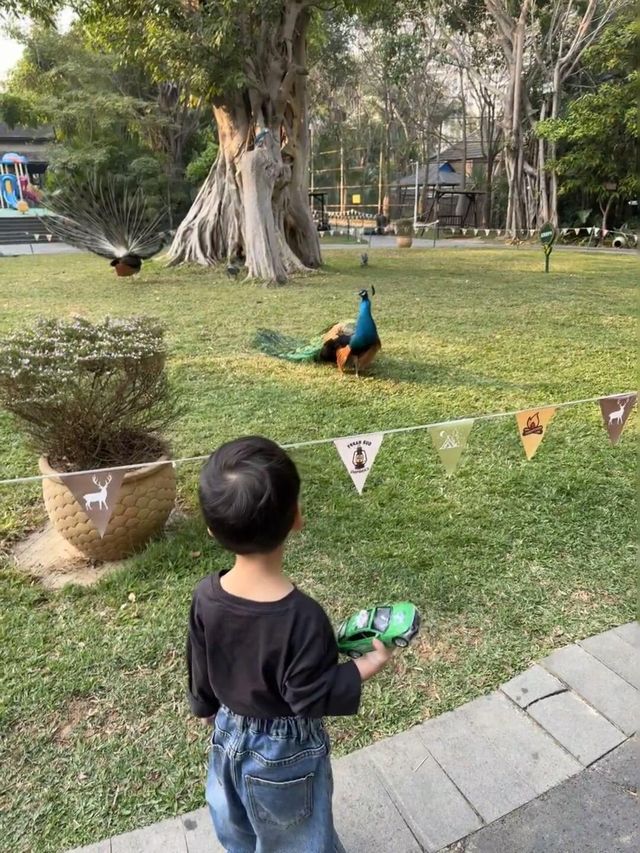 西雙版納之旅返嚟啦，暑假帶小朋友去嘅真係要諗清楚啊！